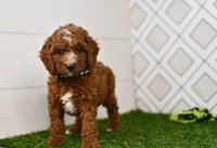 Knox, a male Cavapoo for sale in Middlebury, IN – 1 of 8