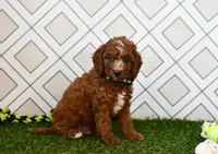Knox, a male Cavapoo for sale in Middlebury, IN – 8 of 8