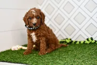 Knox, a male Cavapoo for sale in Middlebury, IN – 3 of 8