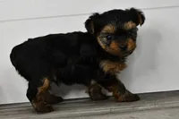 Axle, a male Yorkshire Terrier for sale in Los Angeles, CA – 4 of 9
