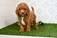 Rolo , a male Cavapoo for sale in Middlebury, IN – 5 of 8