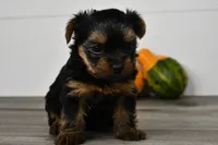 Asia, a male Yorkshire Terrier for sale in Los Angeles, CA – 5 of 9