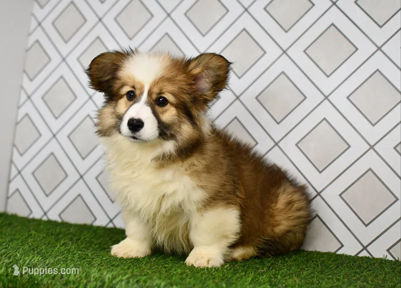 (Champion Bloodline) Luna – Pembroke Welsh Corgi puppy for sale in Middlebury, IN