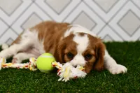 Sarge , a male Cavalier King Charles Spaniel for sale in Middlebury, IN – 3 of 6