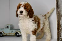 Rocky, a male Goldendoodle and Poodle - Toy  for sale in Middlebury, IN – Photo 3 of 8