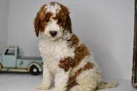 Rocky, a male Goldendoodle and Poodle - Toy  for sale in Middlebury, IN – Photo 1 of 8