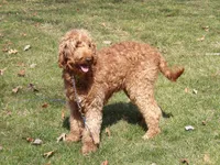 Rocky, a male Goldendoodle and Poodle - Toy  for sale in Middlebury, IN – Photo 6 of 8