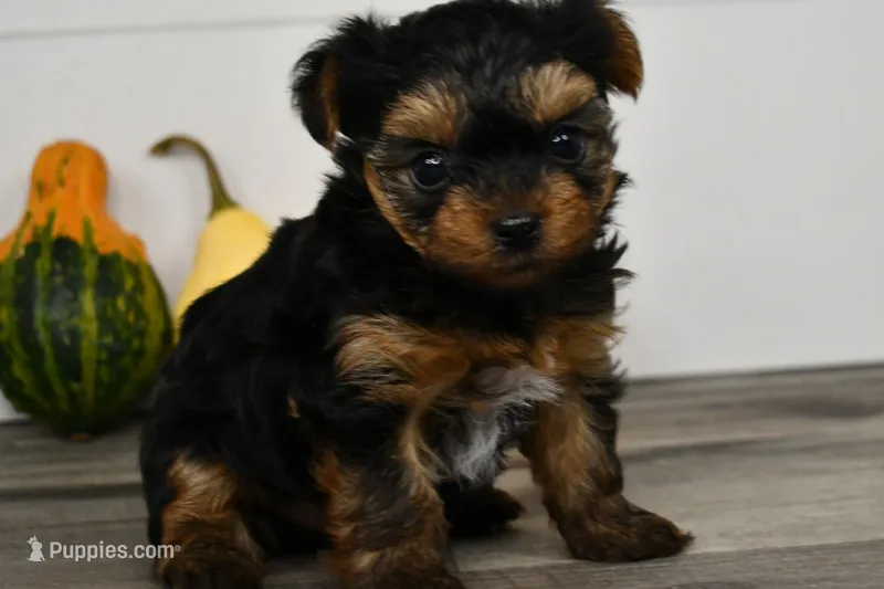 Axle – Yorkshire Terrier puppy for sale in Los Angeles, CA