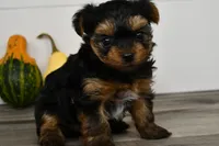 Axle, a male Yorkshire Terrier for sale in Los Angeles, CA – 1 of 9
