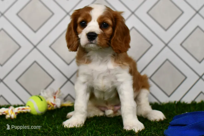 Sarge  – Cavalier King Charles Spaniel puppy for sale in Middlebury, IN