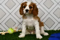 Sarge , a male Cavalier King Charles Spaniel for sale in Middlebury, IN – 1 of 6