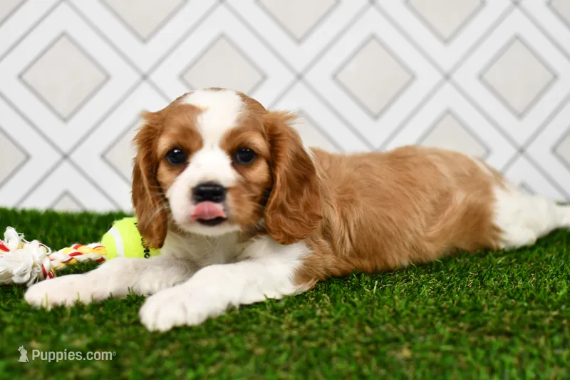 Sarge  – Cavalier King Charles Spaniel puppy for sale in Middlebury, IN