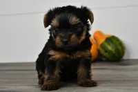 Asia, a male Yorkshire Terrier for sale in Los Angeles, CA – 1 of 9