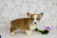 (Champion Bloodline) Iris, a female Pembroke Welsh Corgi for sale in Middlebury, IN – Photo 4 of 8