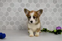 (Champion Bloodline) Iris, a female Pembroke Welsh Corgi for sale in Middlebury, IN – Photo 2 of 8