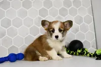 (Champion Bloodline) Iris, a female Pembroke Welsh Corgi for sale in Middlebury, IN – Photo 1 of 6