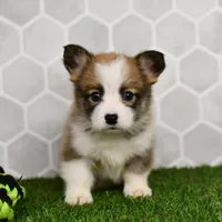 (Champion Bloodline) Iris, a female Pembroke Welsh Corgi for sale in Middlebury, IN – Photo 4 of 6