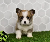 Iris, a female Pembroke Welsh Corgi for sale in Middlebury, IN – Photo 1 of 3