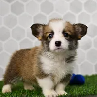 (Champion Bloodline) Iris, a female Pembroke Welsh Corgi for sale in Middlebury, IN – Photo 6 of 6