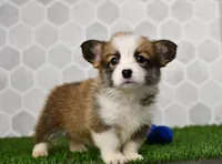 Iris, a female Pembroke Welsh Corgi for sale in Middlebury, IN – Photo 3 of 3