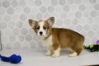 (Champion Bloodline) Iris, a female Pembroke Welsh Corgi for sale in Middlebury, IN – Photo 3 of 8