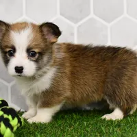(Champion Bloodline) Iris, a female Pembroke Welsh Corgi for sale in Middlebury, IN – Photo 5 of 6