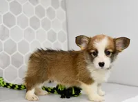 (Champion Bloodline) Iris, a female Pembroke Welsh Corgi for sale in Middlebury, IN – Photo 2 of 6