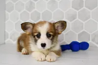 (Champion Bloodline) Iris, a female Pembroke Welsh Corgi for sale in Middlebury, IN – Photo 3 of 6