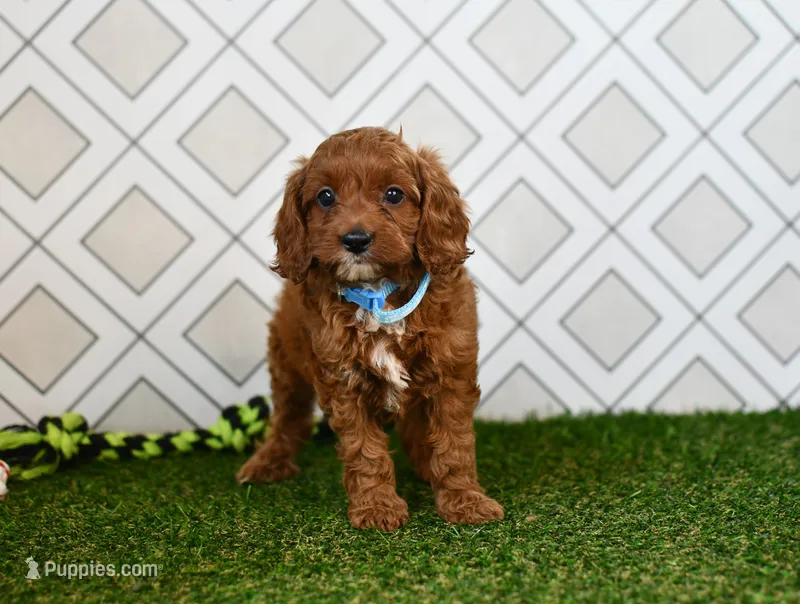 Wade – Cavapoo puppy for sale in Middlebury, IN