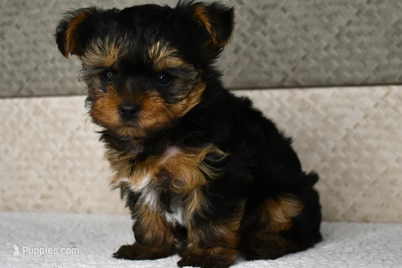 Axle – Yorkshire Terrier puppy for sale in Middlebury, IN