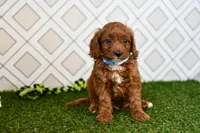 Wade, a male Cavapoo for sale in Middlebury, IN – 2 of 4