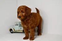 Betty, a female Goldendoodle and Poodle - Toy  for sale in Middlebury, IN – Photo 5 of 9