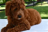 Betty, a female Goldendoodle and Poodle - Toy  for sale in Middlebury, IN – Photo 2 of 9