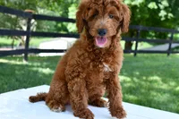 Betty, a female Goldendoodle and Poodle - Toy  for sale in Middlebury, IN – Photo 1 of 9