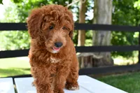 Betty, a female Goldendoodle and Poodle - Toy  for sale in Middlebury, IN – Photo 3 of 9