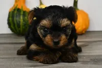 Axle, a male Yorkshire Terrier for sale in Los Angeles, CA – 3 of 9