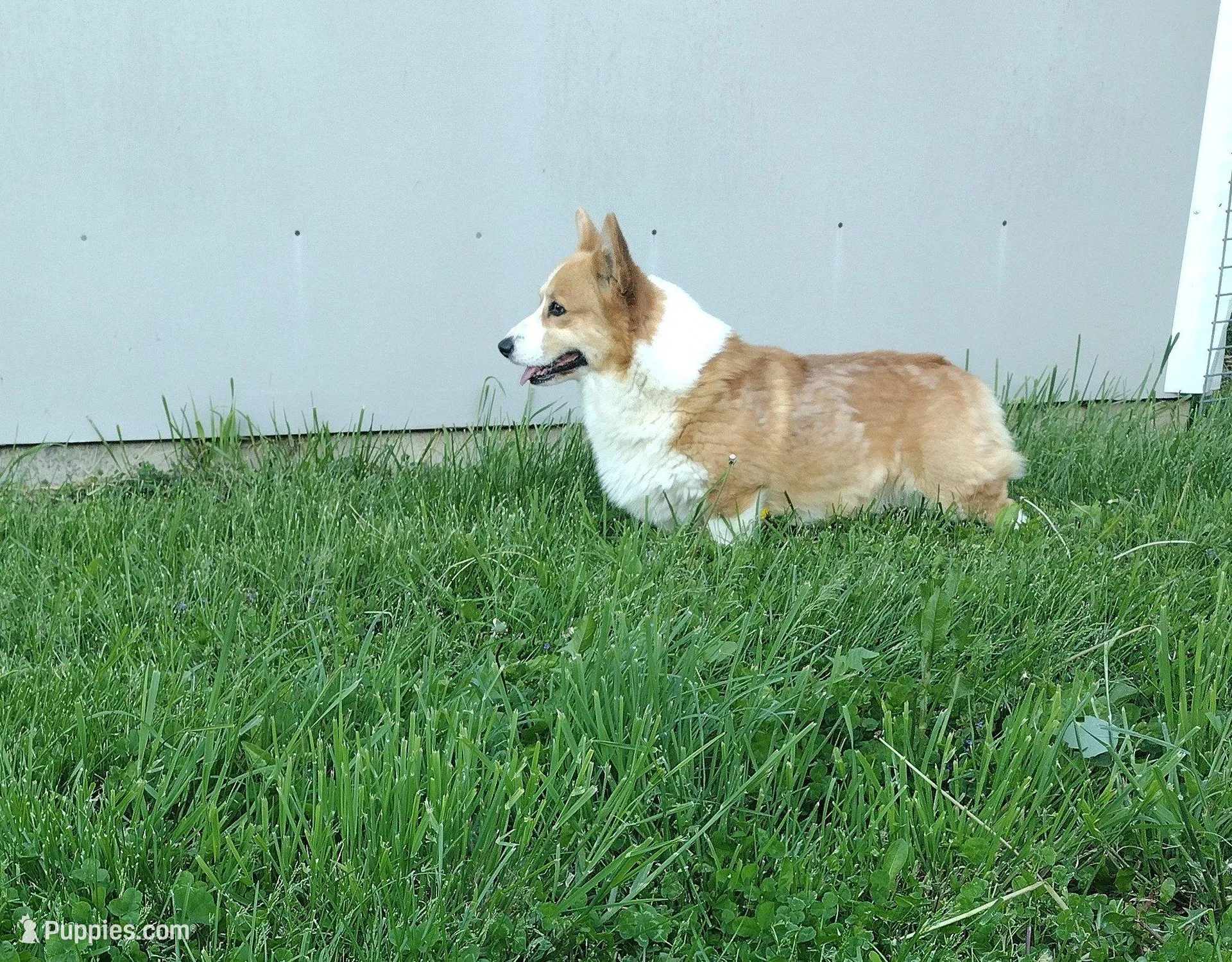 (Champion Bloodline) Atlas, a male Pembroke Welsh Corgi for sale in Middlebury, IN – Photo 6 of 6