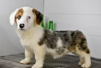 Monroe, a male Pembroke Welsh Corgi for sale in Middlebury, IN – Photo 1 of 10