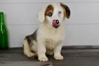 Monroe, a male Pembroke Welsh Corgi for sale in Middlebury, IN – Photo 2 of 10