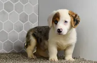 Monroe, a male Pembroke Welsh Corgi for sale in Middlebury, IN – Photo 10 of 10