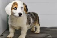 Monroe, a male Pembroke Welsh Corgi for sale in Middlebury, IN – Photo 5 of 10