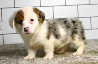 Monroe, a male Pembroke Welsh Corgi for sale in Middlebury, IN – Photo 6 of 10