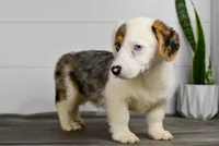 Monroe, a male Pembroke Welsh Corgi for sale in Middlebury, IN – Photo 3 of 10