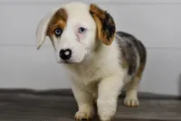 Monroe, a male Pembroke Welsh Corgi for sale in Middlebury, IN – Photo 4 of 10