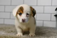 Monroe, a male Pembroke Welsh Corgi for sale in Middlebury, IN – Photo 7 of 10