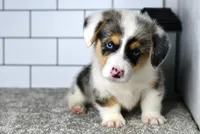 Moses, a male Pembroke Welsh Corgi for sale in Middlebury, IN – Photo 1 of 9