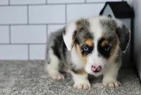 Moses, a male Pembroke Welsh Corgi for sale in Middlebury, IN – Photo 7 of 9