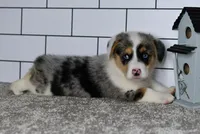 Moses, a male Pembroke Welsh Corgi for sale in Middlebury, IN – Photo 2 of 9