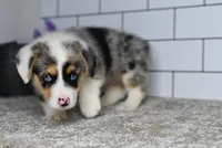 Moses, a male Pembroke Welsh Corgi for sale in Middlebury, IN – Photo 3 of 9