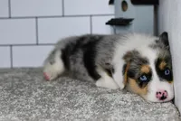 Moses, a male Pembroke Welsh Corgi for sale in Middlebury, IN – Photo 6 of 9